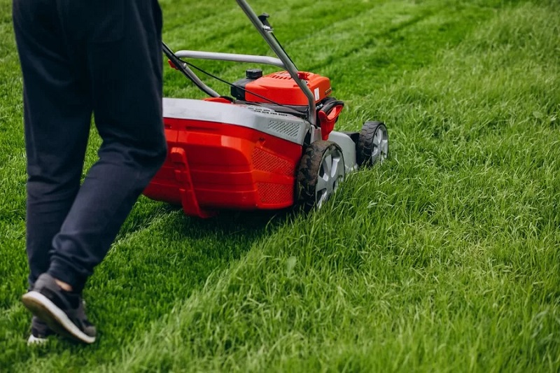 Chăm sóc cỏ nhung nhật như nào