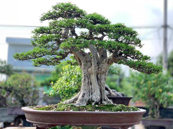 Ý nghĩa phong thuỷ của cây bonsai