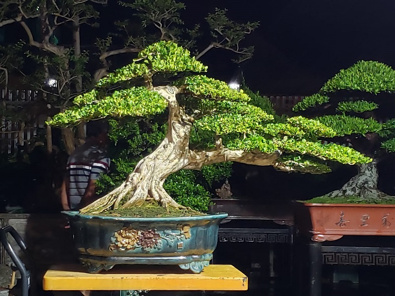 Top 25+ mẫu cây cảnh bonsai đẹp, hợp phong thuỷ