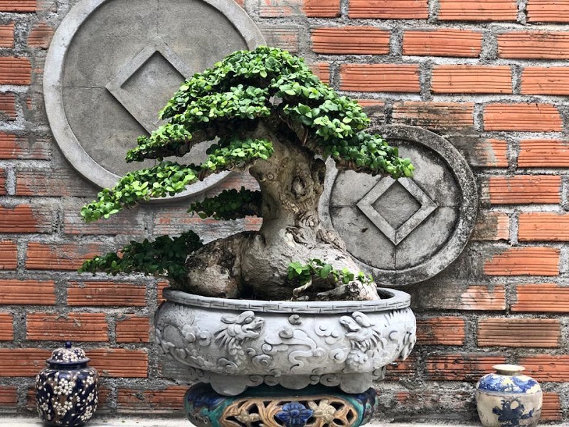 Top 25+ mẫu cây cảnh bonsai đẹp, hợp phong thuỷ