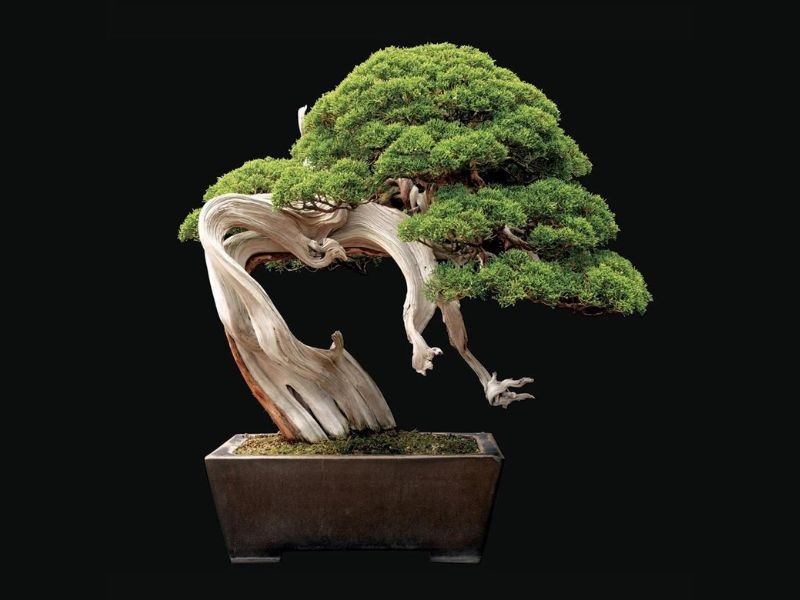 Top 25+ mẫu cây cảnh bonsai đẹp, hợp phong thuỷ