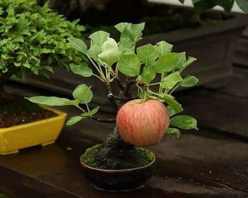 Top 25+ mẫu cây cảnh bonsai đẹp, hợp phong thuỷ