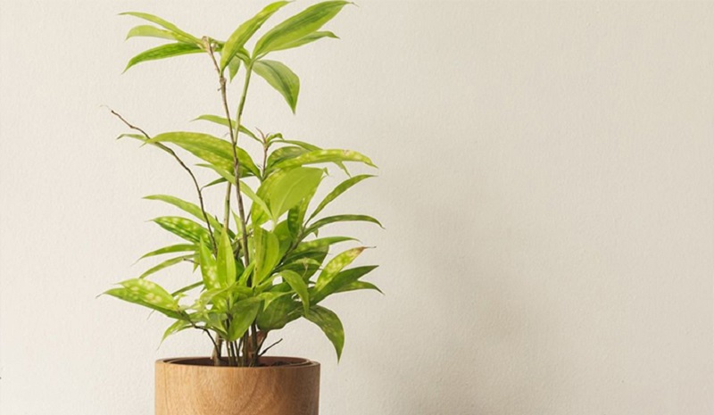Top 25+ mẫu cây cảnh bonsai đẹp, hợp phong thuỷ