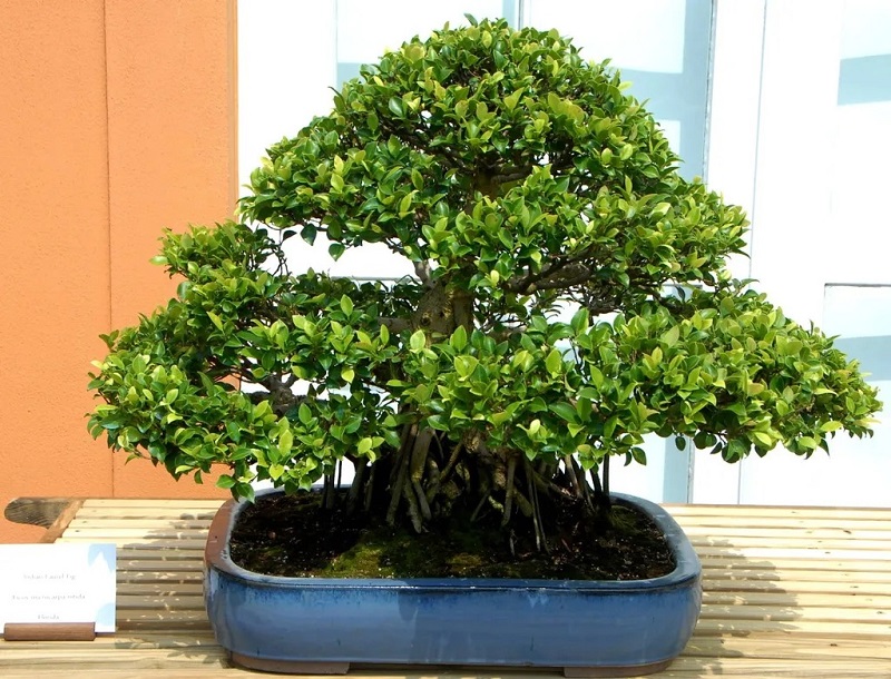 Top 25+ mẫu cây cảnh bonsai đẹp, hợp phong thuỷ