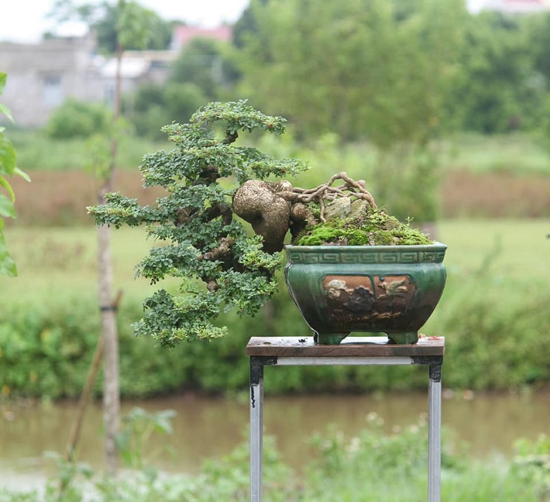 Top 25+ mẫu cây cảnh bonsai đẹp, hợp phong thuỷ