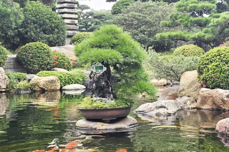 Top 25+ mẫu cây cảnh bonsai đẹp, hợp phong thuỷ