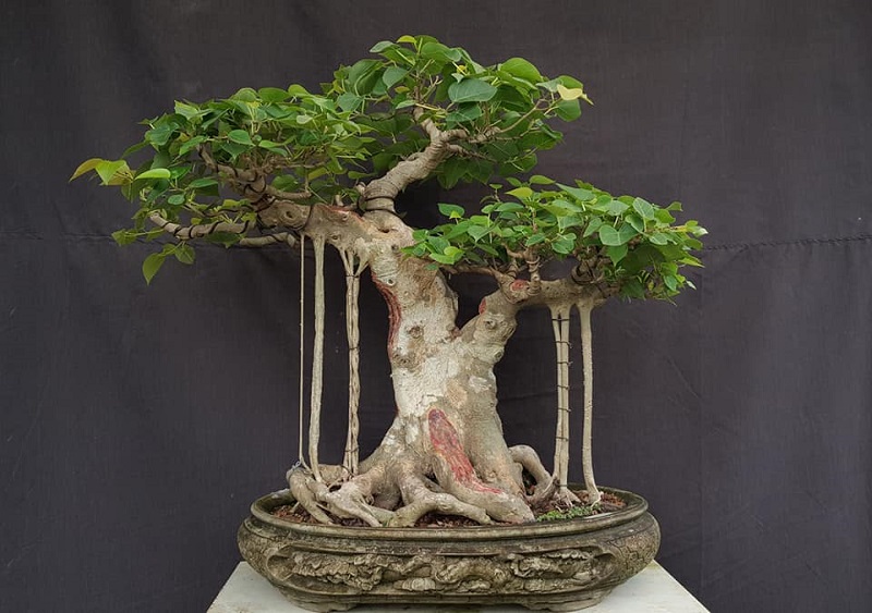 Top 25+ mẫu cây cảnh bonsai đẹp, hợp phong thuỷ