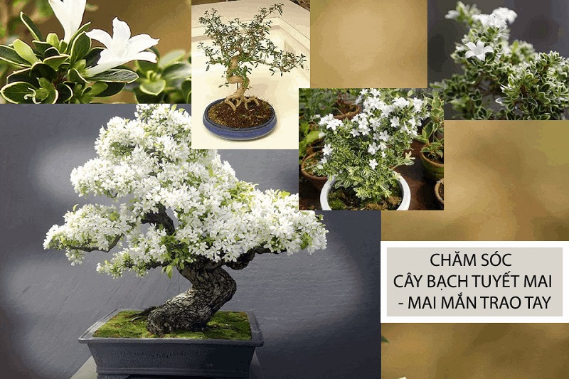Top 25+ mẫu cây cảnh bonsai đẹp, hợp phong thuỷ