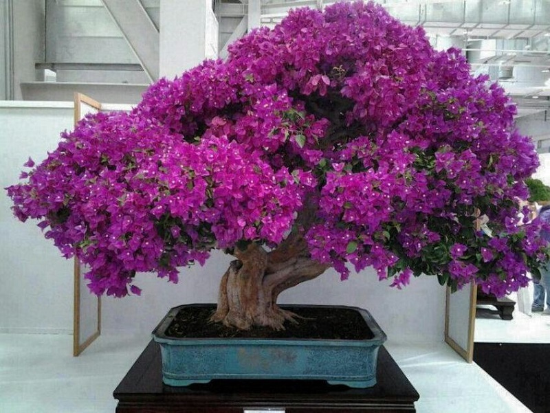 Top 25+ mẫu cây cảnh bonsai đẹp, hợp phong thuỷ