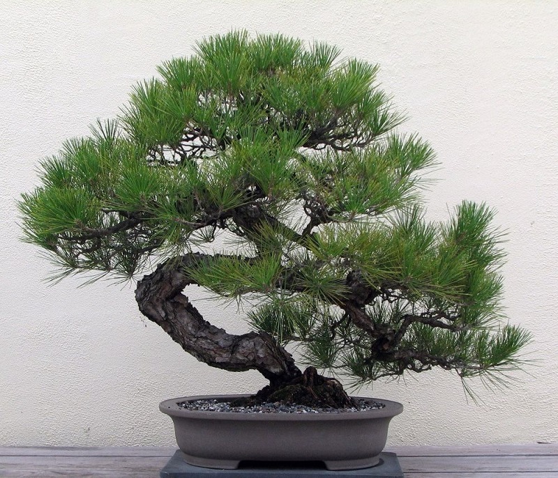 Top 25+ mẫu cây cảnh bonsai đẹp, hợp phong thuỷ