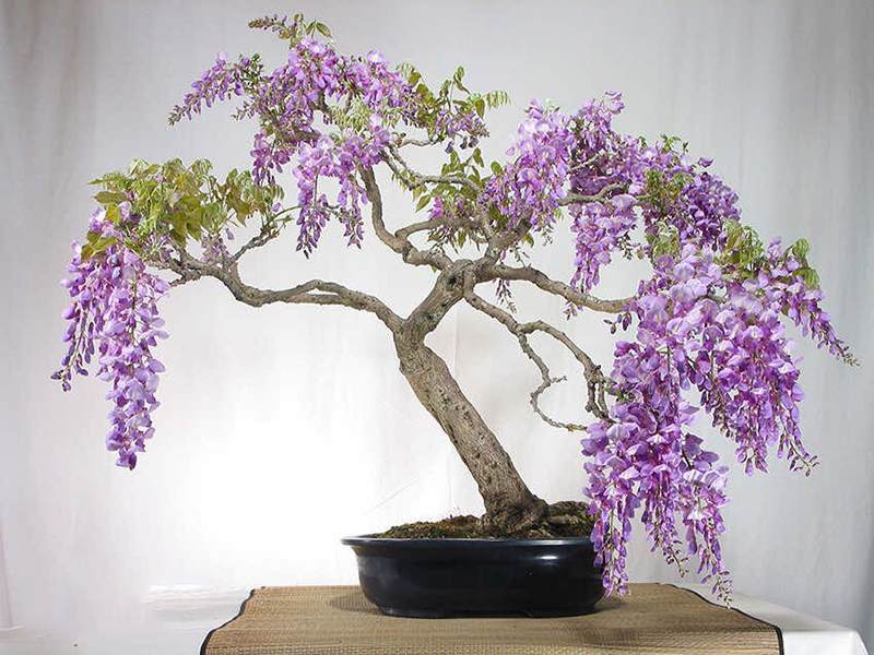 Top 25+ mẫu cây cảnh bonsai đẹp, hợp phong thuỷ