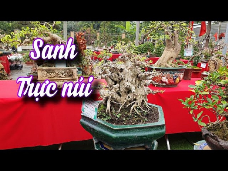Top 25+ mẫu cây cảnh bonsai đẹp, hợp phong thuỷ
