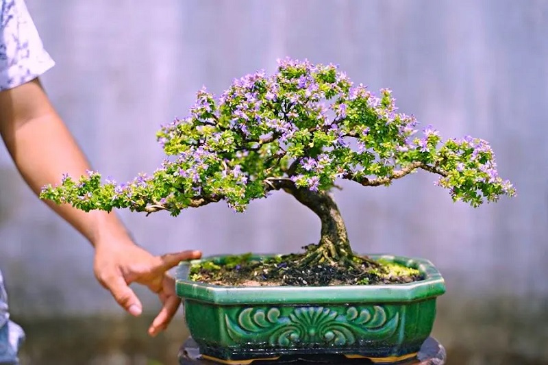 Top 25+ mẫu cây cảnh bonsai đẹp, hợp phong thuỷ