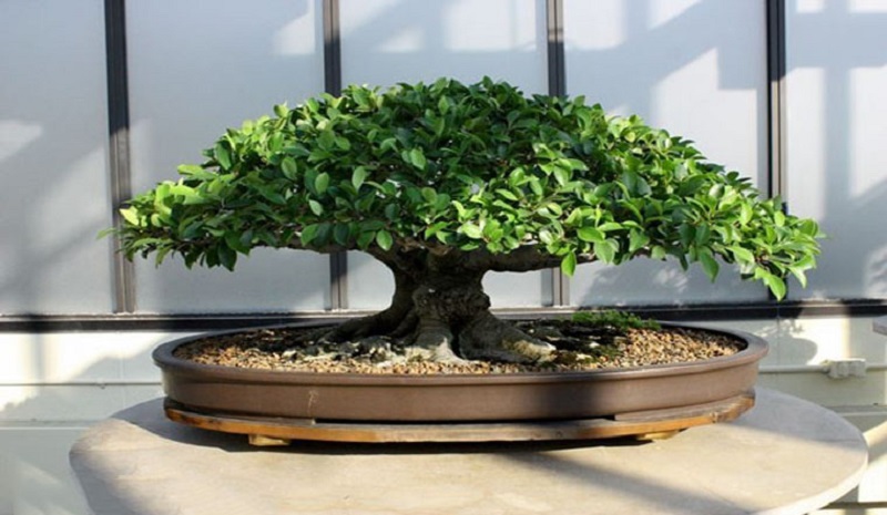 Top 25+ mẫu cây cảnh bonsai đẹp, hợp phong thuỷ