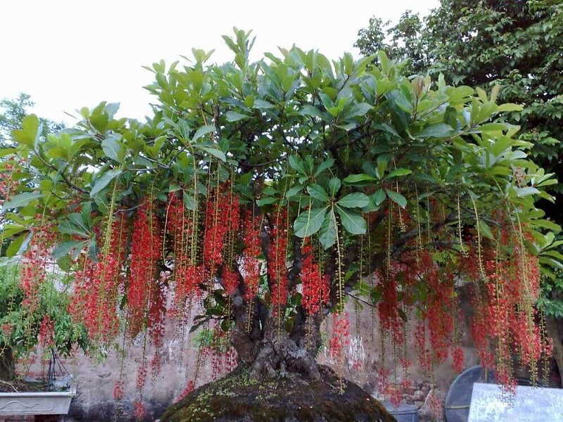 Top 25+ mẫu cây cảnh bonsai đẹp, hợp phong thuỷ