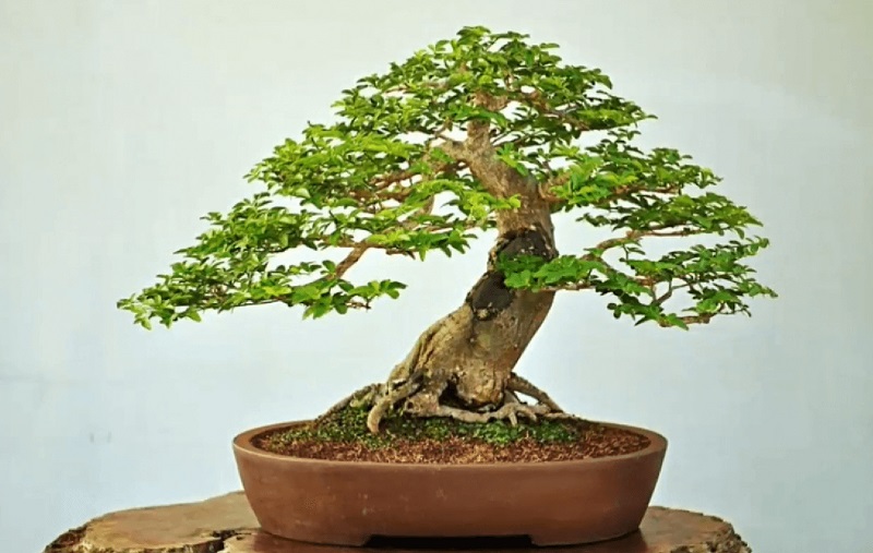 Top 25+ mẫu cây cảnh bonsai đẹp, hợp phong thuỷ