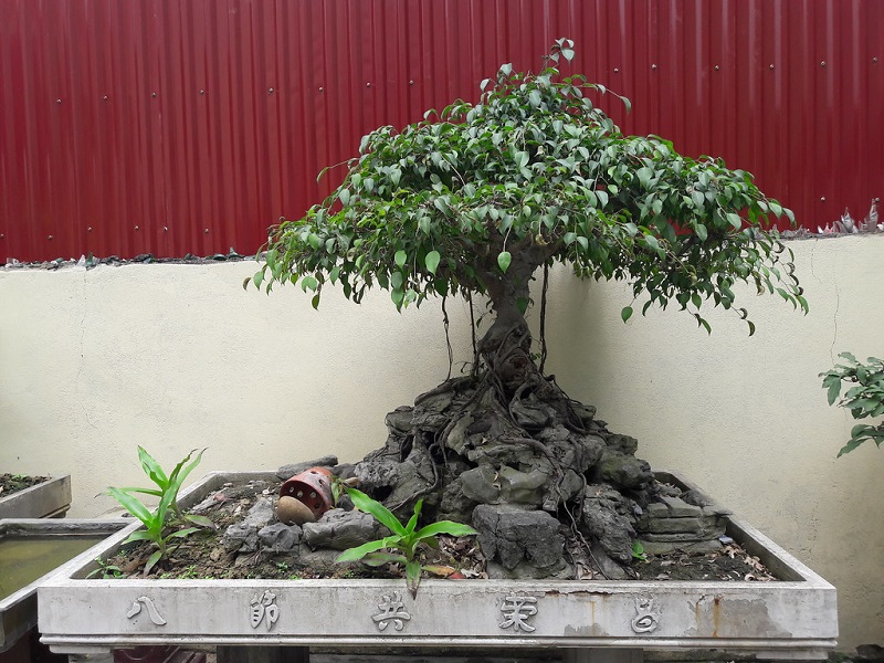Ngọc Nam Landscape - Nơi Kiến Tạo Tác Phẩm Bonsai Nghệ Thuật
