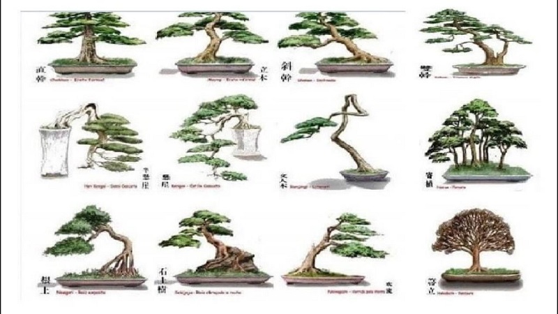 Cách Tạo Hình Cây Thành Niwaki