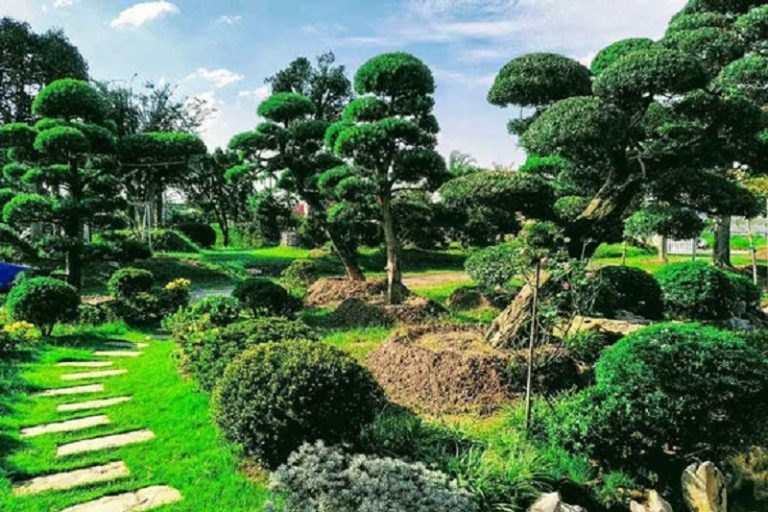 Tìm Hiểu Về Nghệ Thuật Tạo Hình Cây Niwaki Cùng Vườn Nhật Thanh Tùng Cát Tường