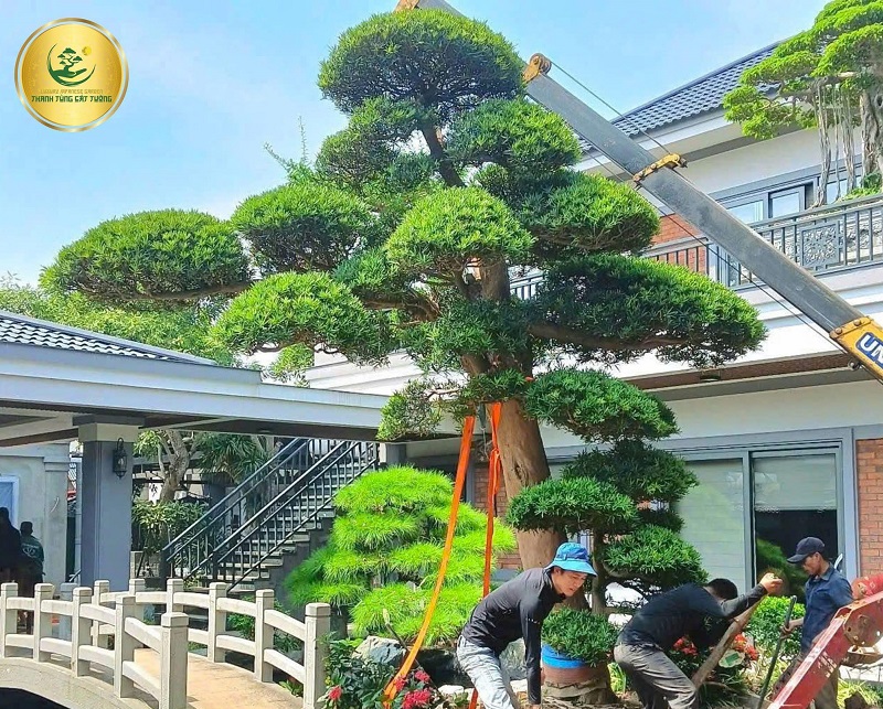 Ý Nghĩa Phong Thủy Sâu Sắc Của Tùng La Hán Tán Tầng