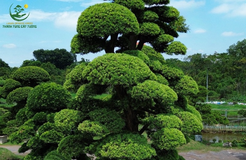Ý Nghĩa Phong Thủy Sâu Sắc Của Tùng La Hán Tán Tầng