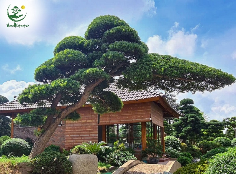 Giá Trị và Địa Chỉ Mua Tùng La Hán Tán Tầng Uy Tín