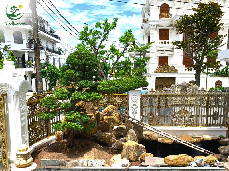 Top 10 Loại Cây Biểu Tượng Cho Người Trụ Cột Trong Gia Đình