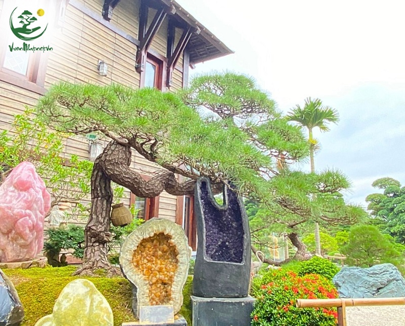 Một số loại cây nên trồng