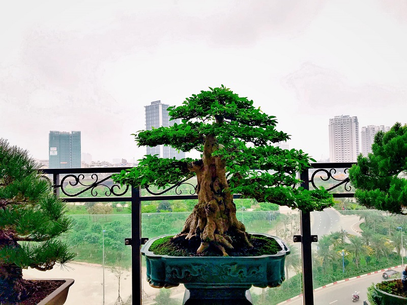 Thế Trực – Sự ngay thẳng, chính trực