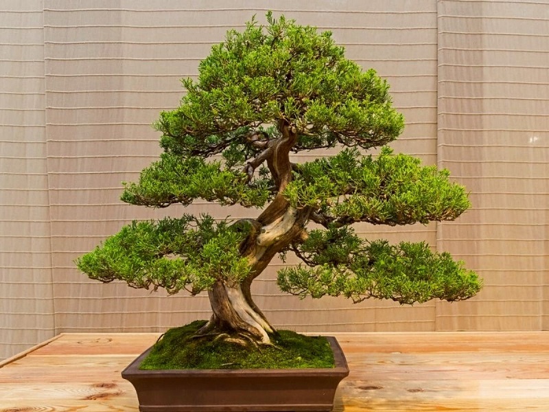 Thế Hoành – Huyền – Thác đổ