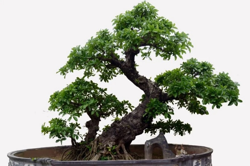 Thế Long – Biểu tượng quyền uy