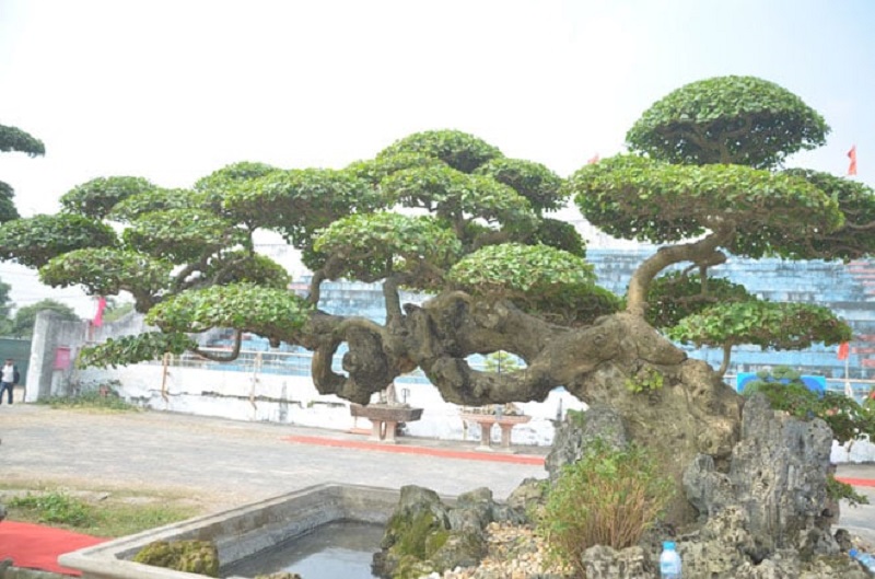 Thế Long – Biểu tượng quyền uy