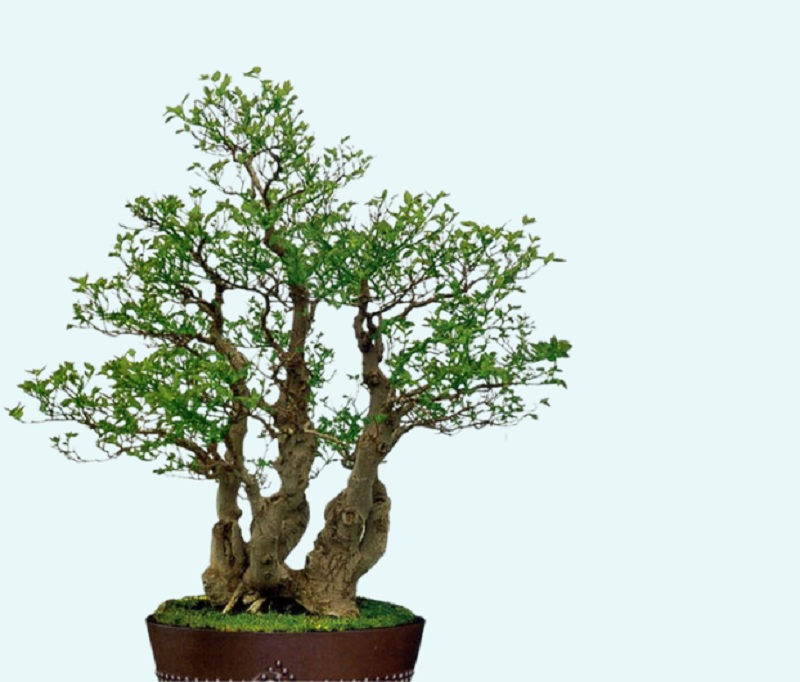 Thế Phúc – Sum vầy, sung túc