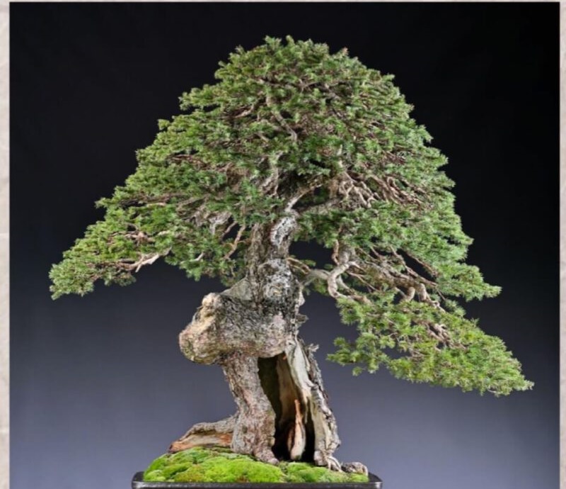 Thế Trực – Sự ngay thẳng, chính trực