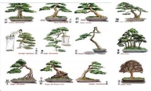 Tìm hiểu 72 thế uốn cây cảnh đẹp nhất