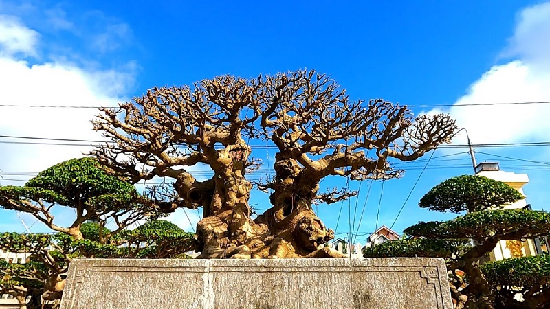 Thế Trực – Sự ngay thẳng, chính trực