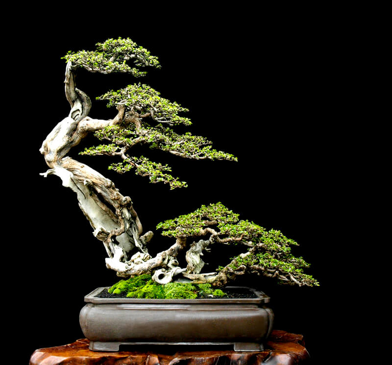 Thế Xiêu – Uyển chuyển, linh hoạt