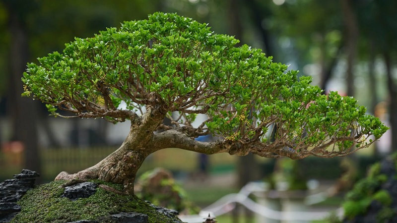Thế Hoành – Huyền – Thác đổ