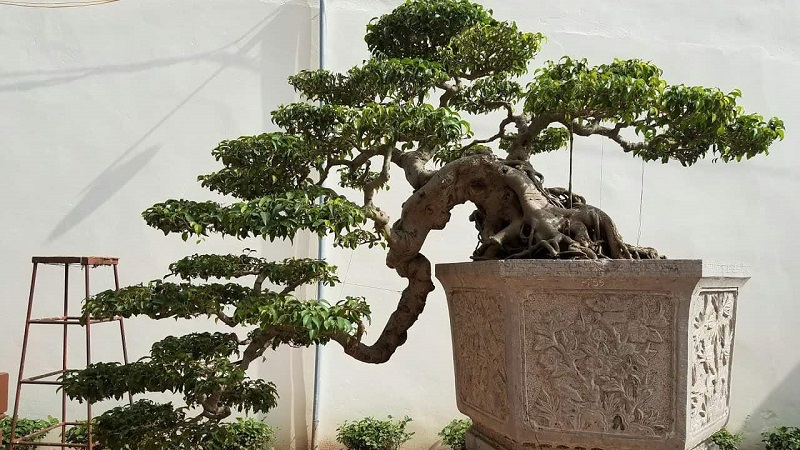 Thế Hoành – Huyền – Thác đổ