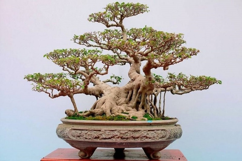 Lưu ý khi uốn cây cảnh