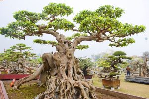 Những nguyên tắc uốn cây cảnh cần lưu tâm nhất