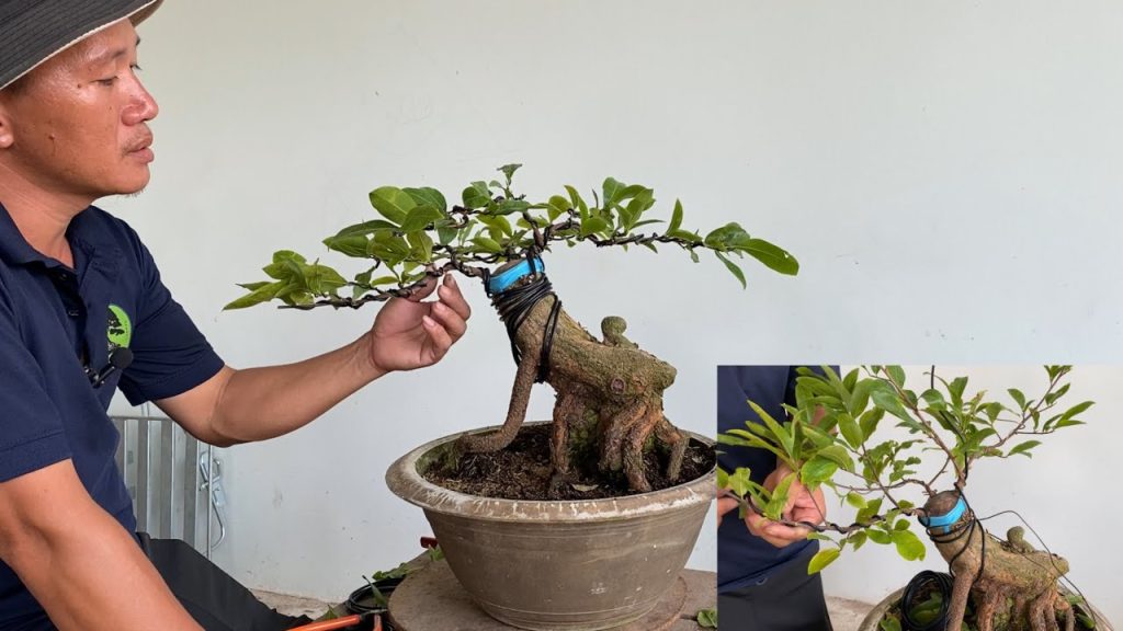Nguyên tắc uốn cây cảnh chuyên nghiệp