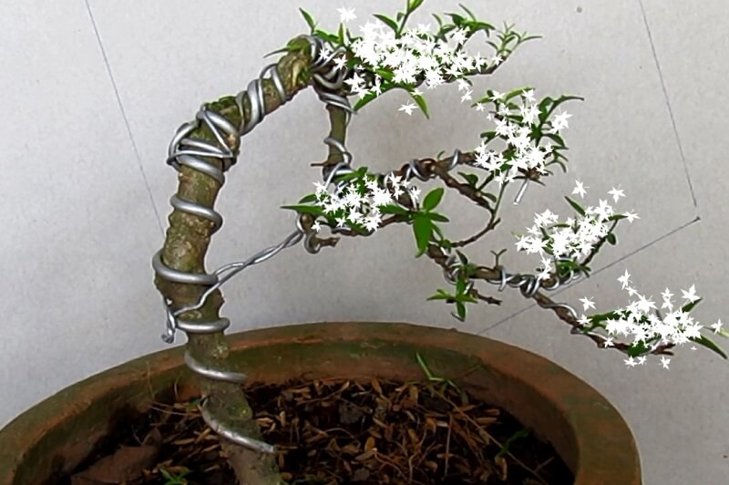 Nguyên tắc uốn cây cảnh chuyên nghiệp