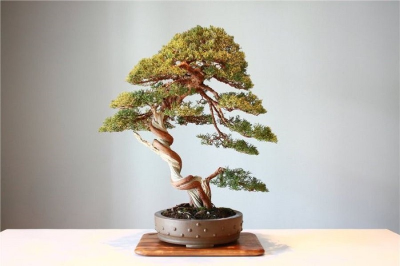 Nguyên tắc uốn cây cảnh chuyên nghiệp