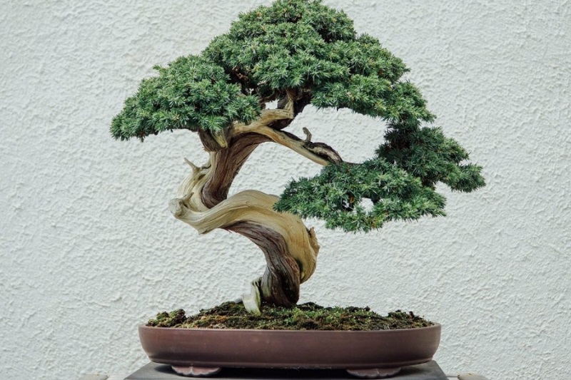 Lưu ý khi uốn cây cảnh