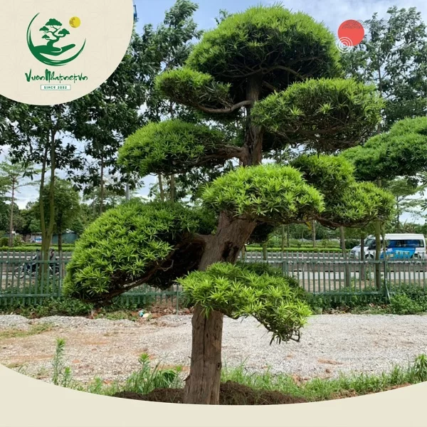 Cách uốn cây 3 thân chuẩn đẹp từ A - Z