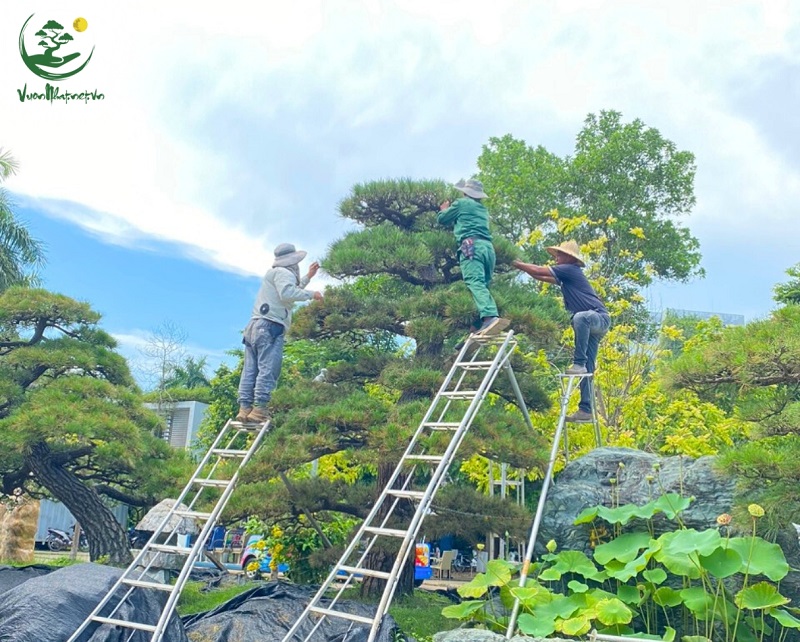 Tại sao phải uốn cành cây to?
