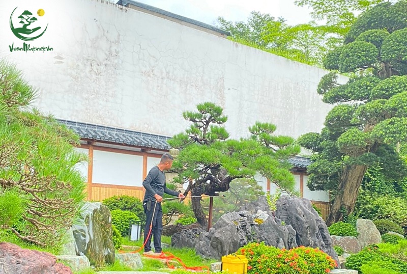 Các phương pháp uốn cành cây to
