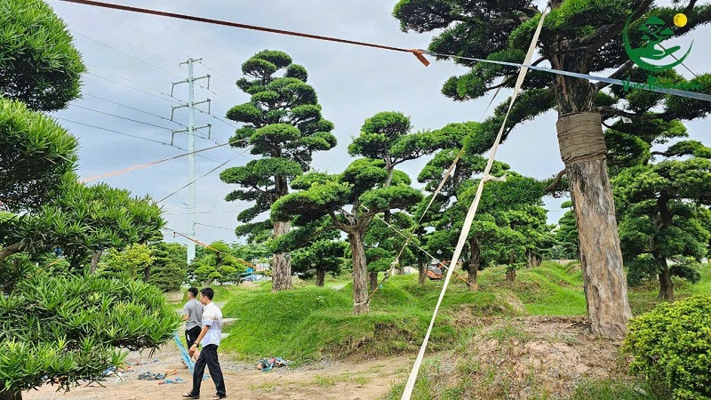 Các thế đẹp có thể áp dụng cho cành to