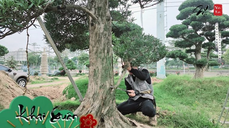 Hướng Dẫn Chi Tiết Cách Uốn Cành Cây To Vào Thế Đẹp